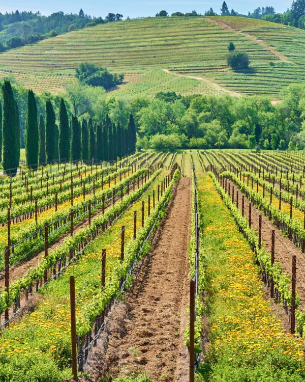 Vineyards in California, USA